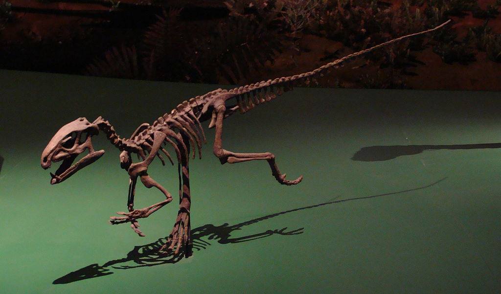 Velociraptor
