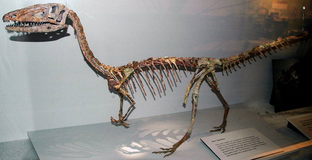 Halticosaurus longotarsus