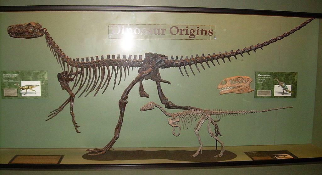 Herrerasaurus 